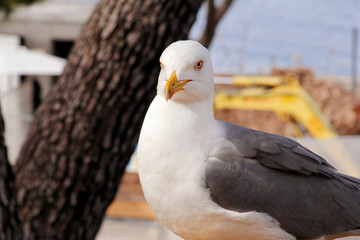 Seagull close shot and resting on dock. Seagull standing on the grass and rest with a beautiful natural environment in the background. Seagull close shot and posing of the camera.
