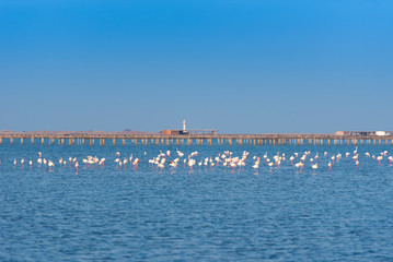 Many pink flamingos on the lake. Copy space for text.