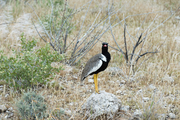 Northern black korhaan