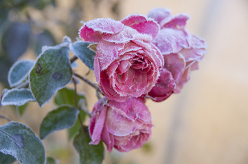 Close-up shot of pink blossoming roses with green leaves in a frosty autumn morning with a rime frost on leaves and heads.