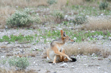 Black-backed jackal