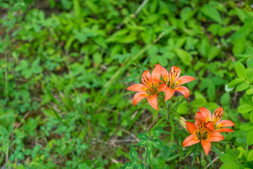 Blumen in den Kananaskis, Alberta, Canada
