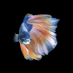 Obraz premium Blue betta