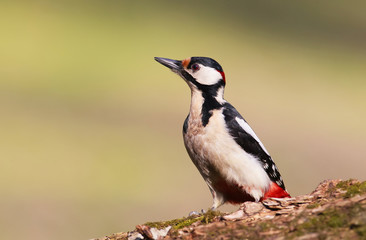 Great spotted woodpecker close up view..
