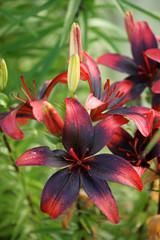 Beautiful bright lilies in the garden