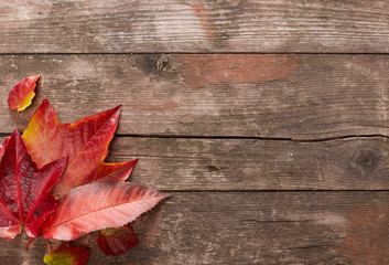 Naklejka na ściany i meble Autumn leafs on wood
