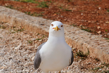 Seagull resting on dock. Seagull standing on the grass and rest with a beautiful natural environment in the background. Seagull close shot and posing of the camera.