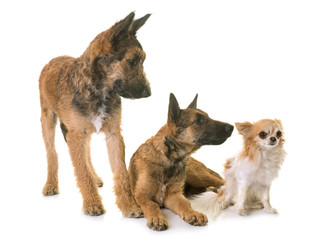 Fototapeta premium puppies belgian shepherd laekenois and chihuahua