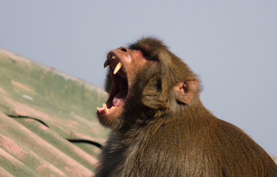 Aggressive Monkey