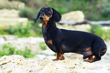 portrait of a dog (puppy), breed dachshund black and tan, stand on a stone against a background of green hills