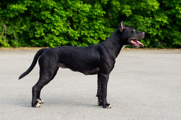 Dog black and white american pit bull terrier in a team stand on a background of asphalt and green park