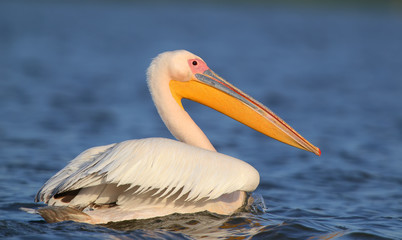 Very close up portrait of white pelican.
