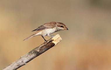 The red-backed shrike (Lanius collurio) female portrait in soft morning light.
