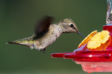 Female Anna's Hummingbird in flight drinking from a backyard hummingbird feeder.