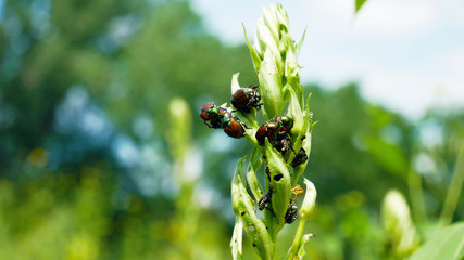 The Japanese beetle (Popillia japonica) is a common species of beetle. 