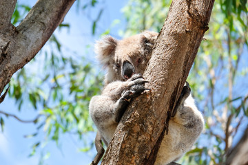 Australian koala between the branches of an eucalyptus tree