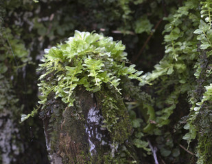 Moss (Tetraphis pellucida)