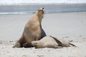 Sea lions on the beach at kangaroo island