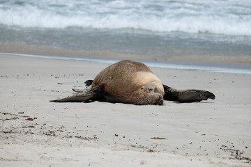 Fototapeta premium Sea lions on the beach at kangaroo island