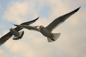 Seagulls are flying