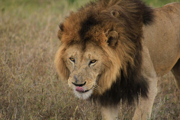 Lion de Tanzanie