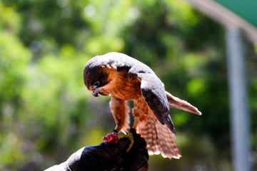 Bird in the fist