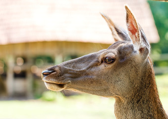 Female deer portrait