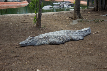 Crocodile