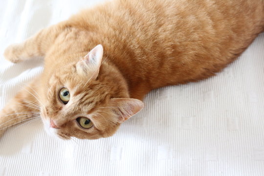 Chat rouquin