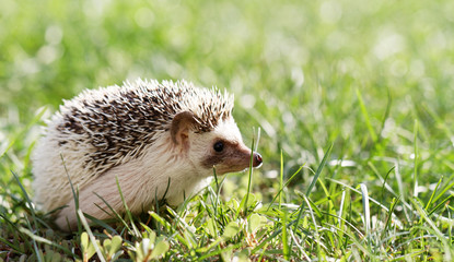  African white- bellied hedgehog © Nneirda