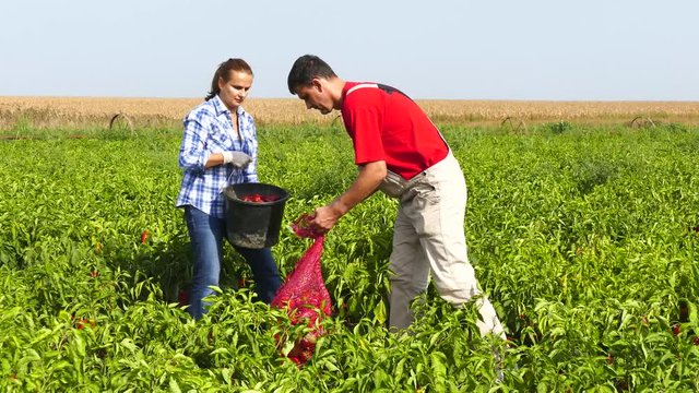 Man and woman farmers loading red paprika in the sack in the agricultural field