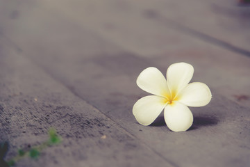 Obraz na płótnie Canvas Plumeria flower on a wooden floor.