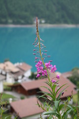 Fototapeta na wymiar Alpenblume 