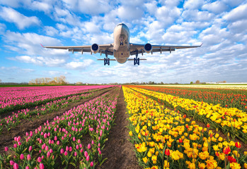 Naklejka premium Airplane. Landscape with passenger airplane is flying in the blue sky with clouds over the flowers field at colorful sunset in Netherlands. Passenger airliner is landing. Commercial plane and tulips