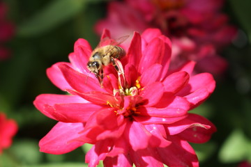 Abflug einer Bine