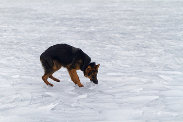 Fototapeta na wymiar Dog on the ice