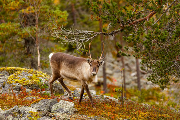 Reindeer in the beautiful autumn forest, Finland, Lapland © sokko_natalia