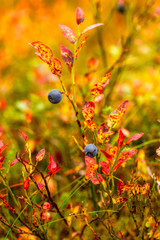 Blueberry in autumn forest, Lapland, Finland, close-up
