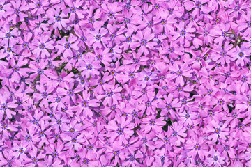 violet flower background