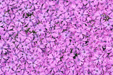 Fototapeta premium violet flower background