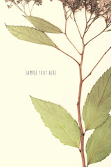 Pressed and dried flowers background