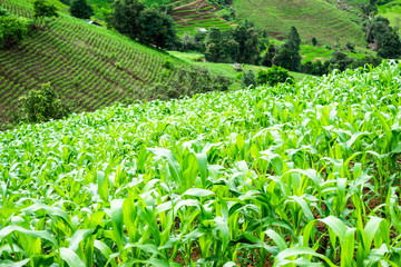 Corn farm on mountain , chiangmai province , north of thailand  , landscape