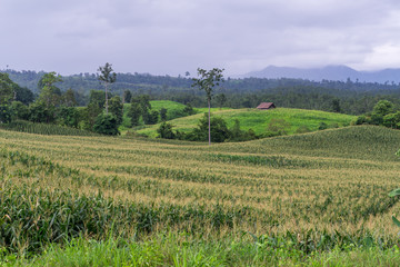 Fototapeta na wymiar corn village on mountain,Corn farm