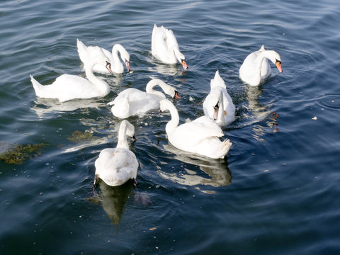 Mute Swan, Cygnus olor, Golden Sands Bay, Bulgaria