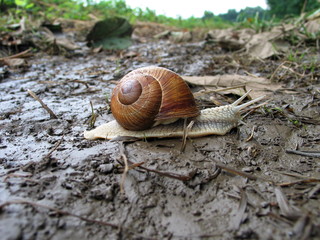 Schnecke auf dem Weg ins nächste Feld