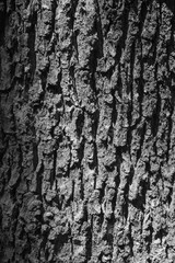 Tree bark