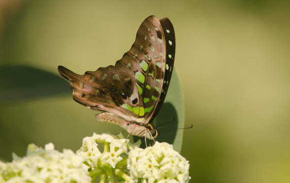 Tailed Jay