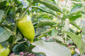 Green bell pepper hanging on tree in the plantation