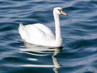 Mute Swan, Cygnus olor, Golden Sands Bay, Bulgaria