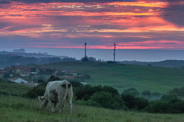 Vaca pastando. Frente a ella un potente atardecer.
